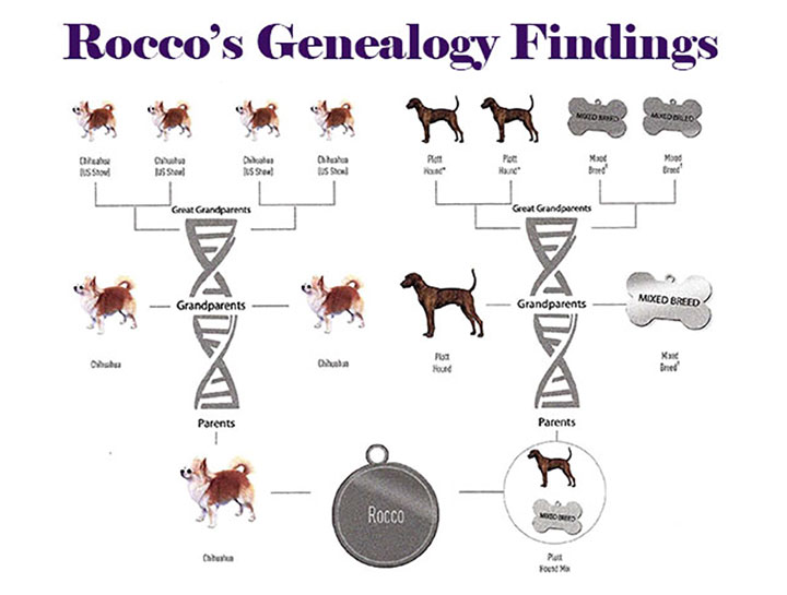 Dog Genetic Testing