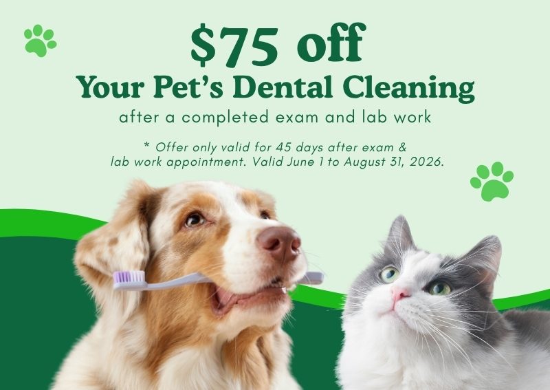 Carousel Slide 1: Dental Cleaning Offer