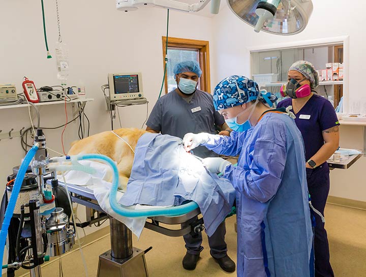 Soft Tissue Surgery Veterinary Surgeons
